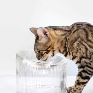 Handmade Glass Cat Bowl X1141