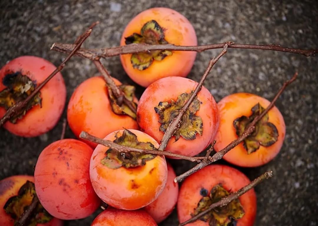 120 Seed Japanese Persimmon Seeds for Planting R424