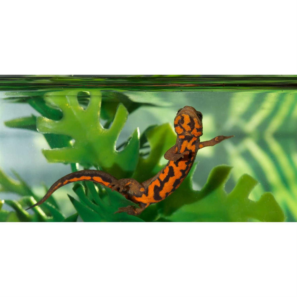 Paludarium Terrarium and Aquarium H358