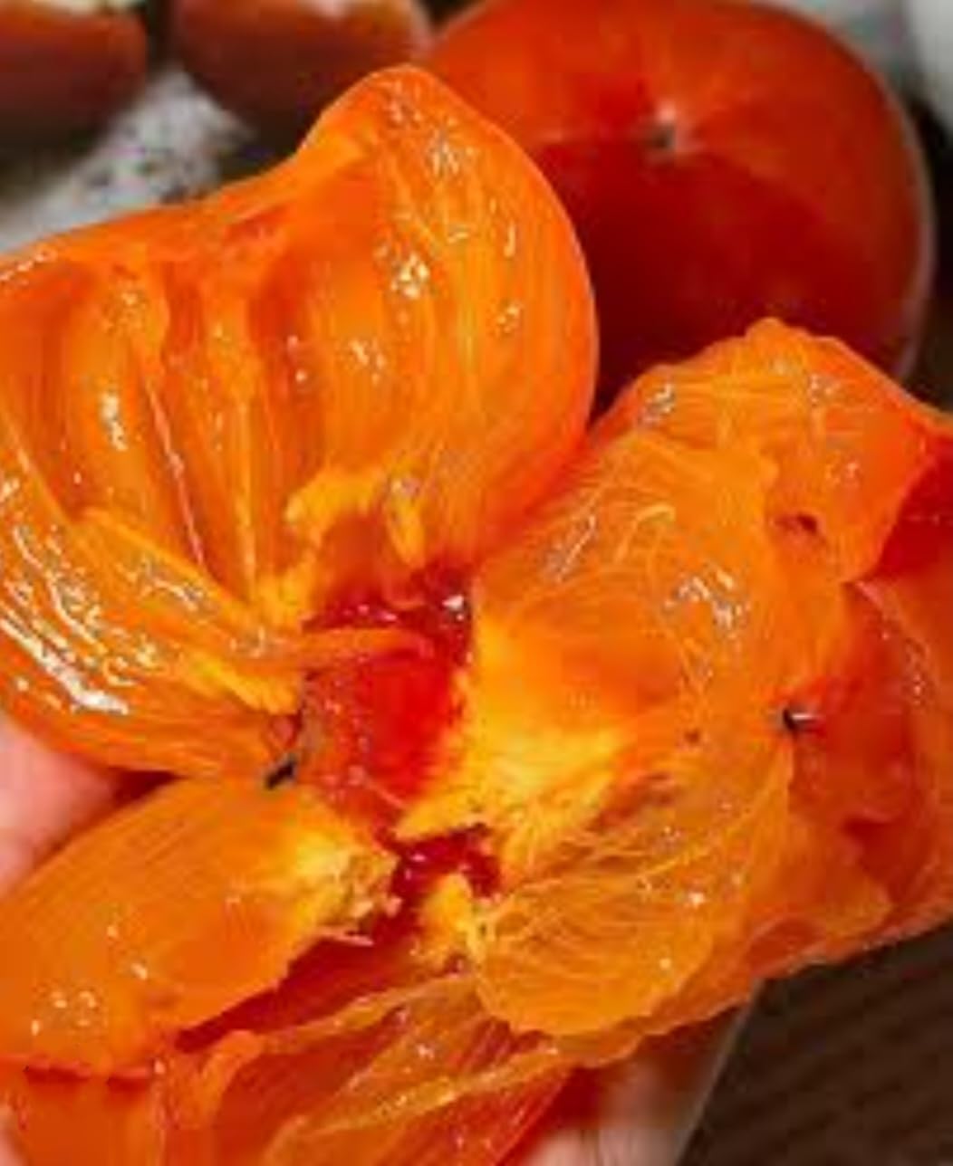 120 Seed Japanese Persimmon Seeds for Planting R424