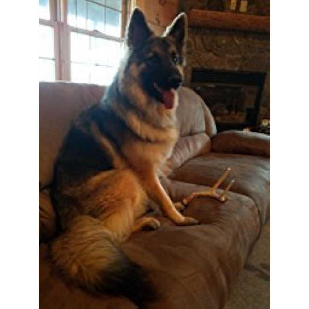 Whitetail Deer Antler Dog Chew Medium R672555