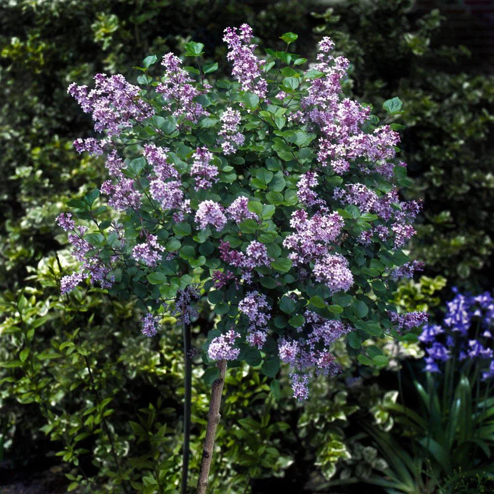Dwarf Korean Lilac Tree, 5-6 ft. Q4073