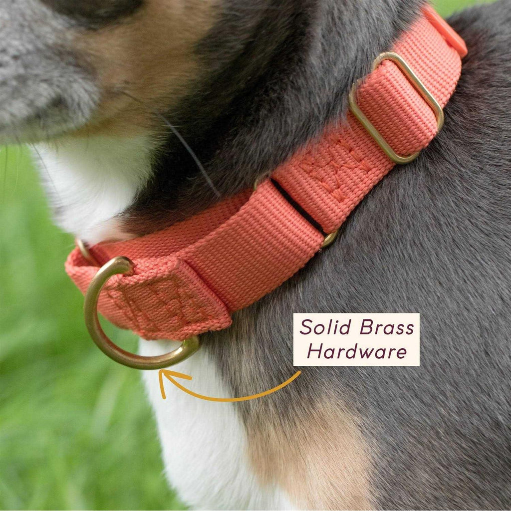 Martingale Dog Collar L30721