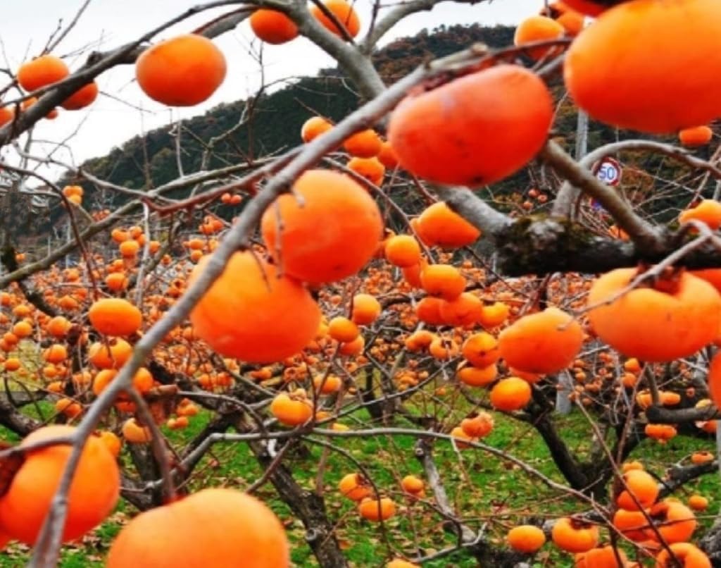 120 Seed Japanese Persimmon Seeds for Planting R424
