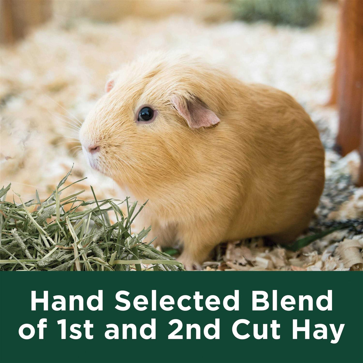 Timothy Hay G164673