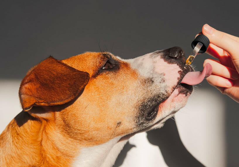 900mg Organic CBD Tinctures for Dogs, Cats and Pets O668