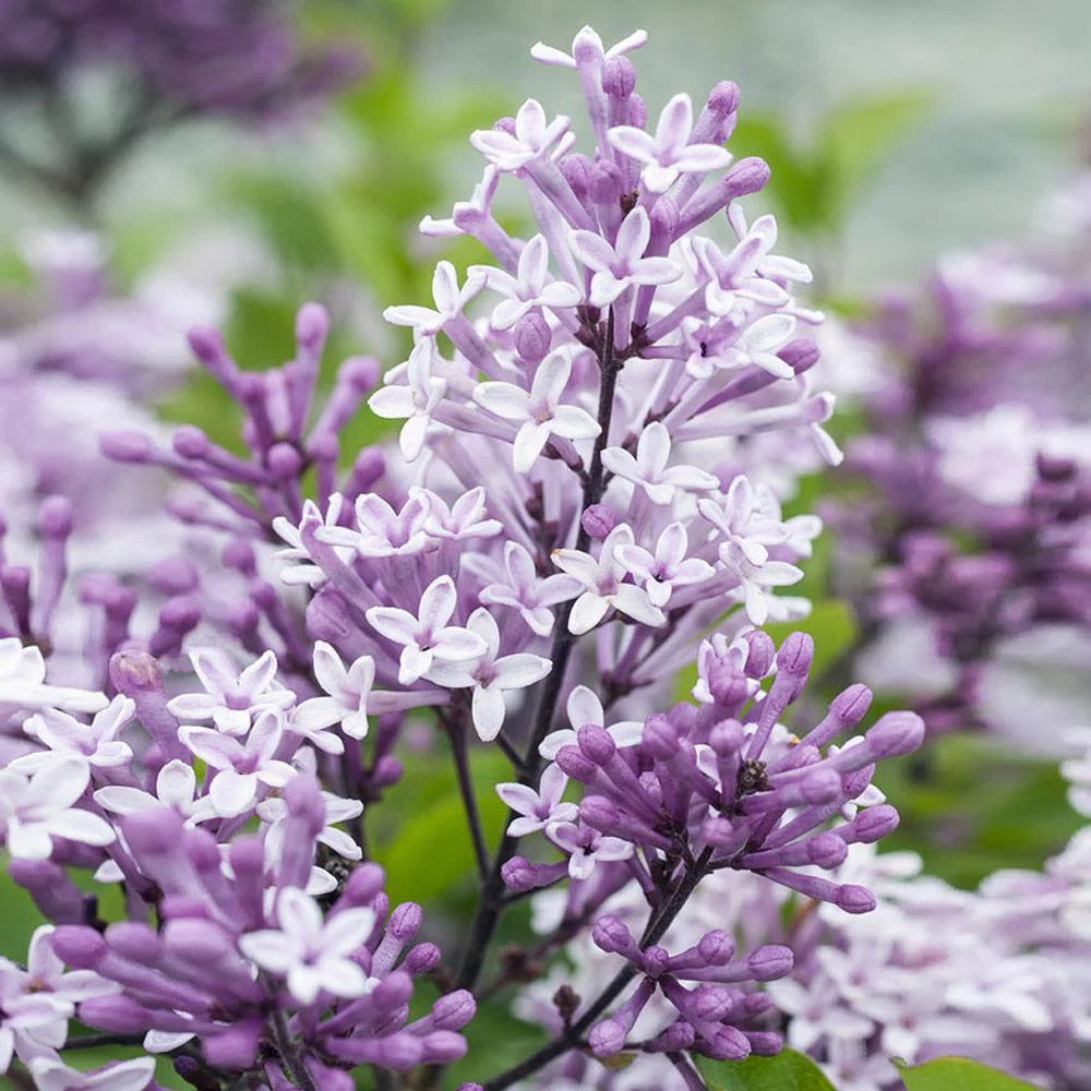 Dwarf Korean Lilac Tree, 5-6 ft. Q4073