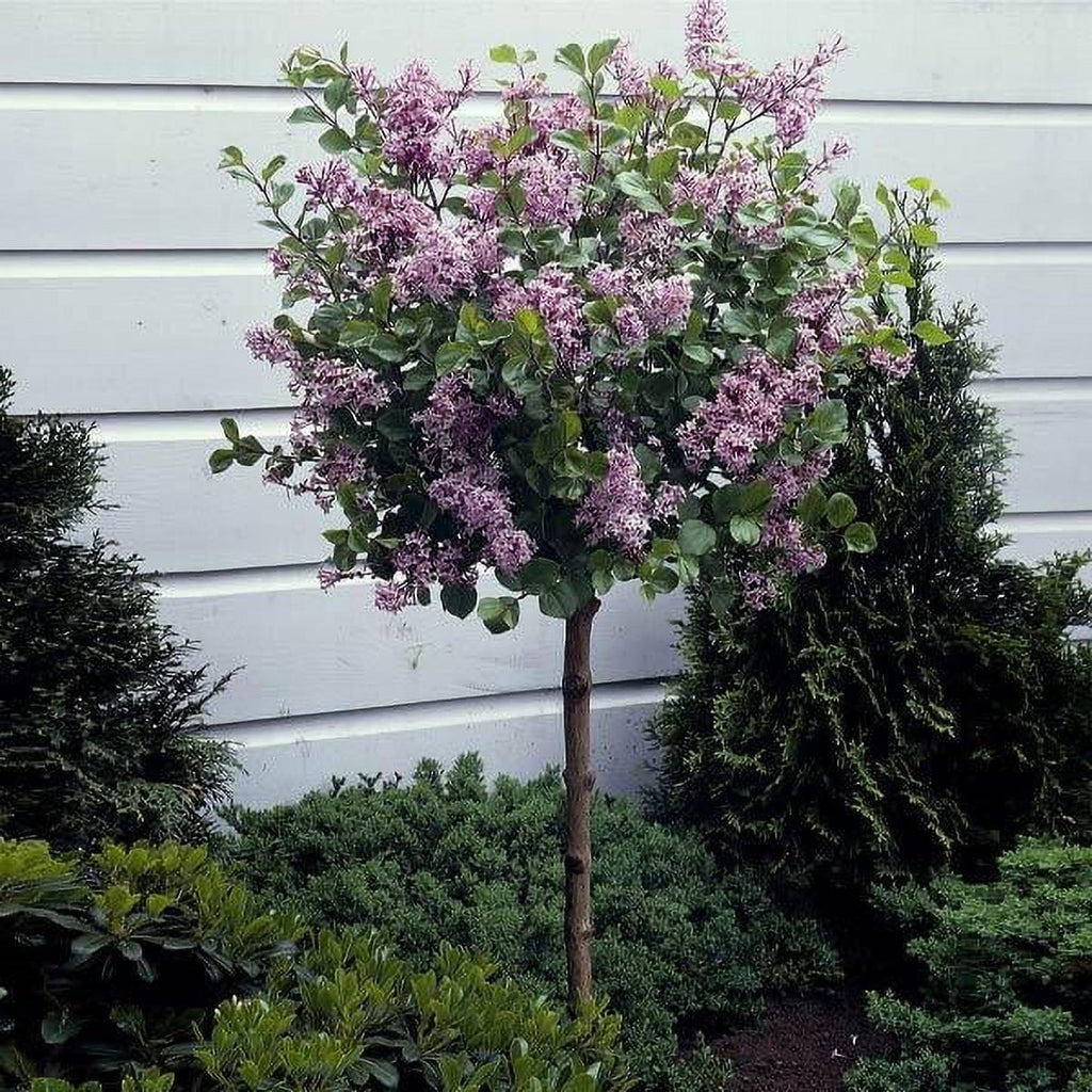 Dwarf Korean Lilac Tree, 5-6 ft. Q4073