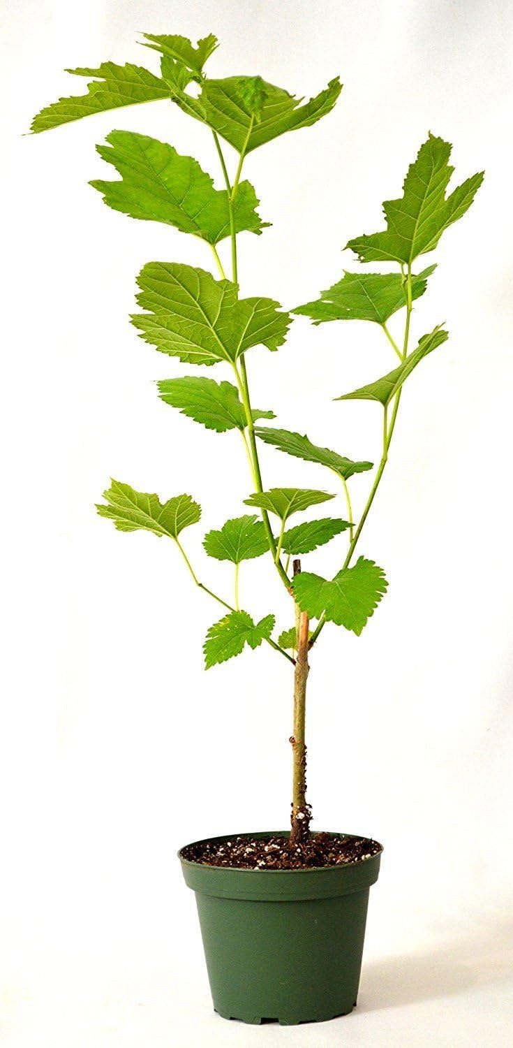 Dwarf Everbearing Mulberry Plant Tree 4" Pot P608086