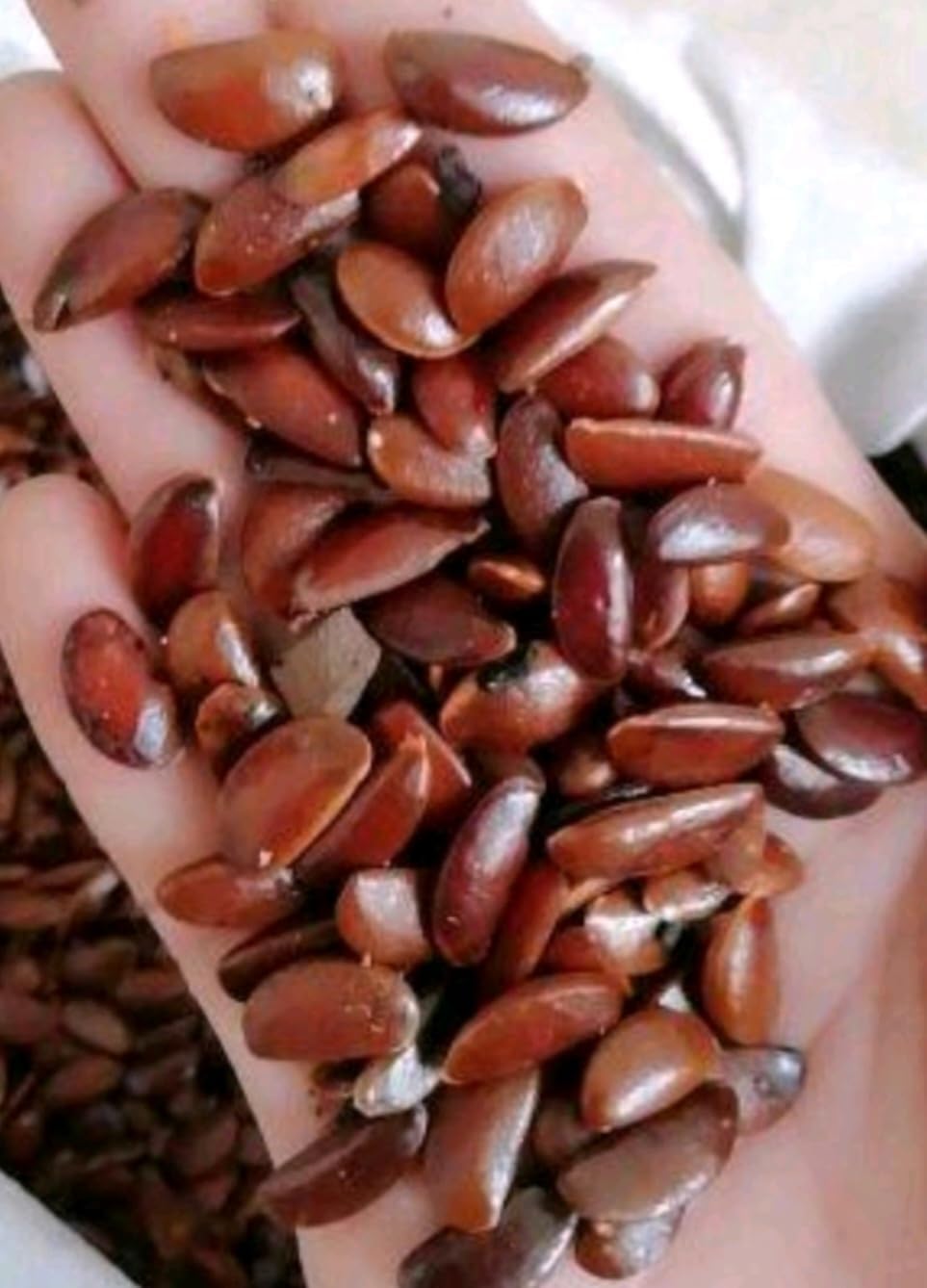 120 Seed Japanese Persimmon Seeds for Planting R424