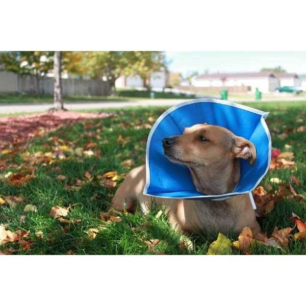 Recovery Collar B7761