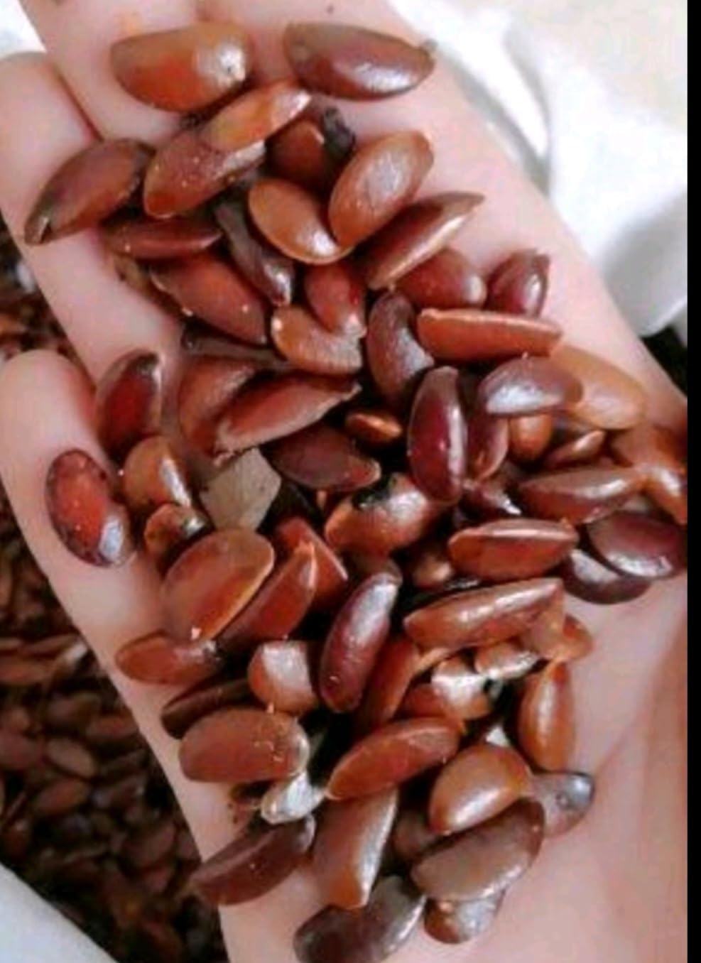 120 Seed Japanese Persimmon Seeds for Planting R424