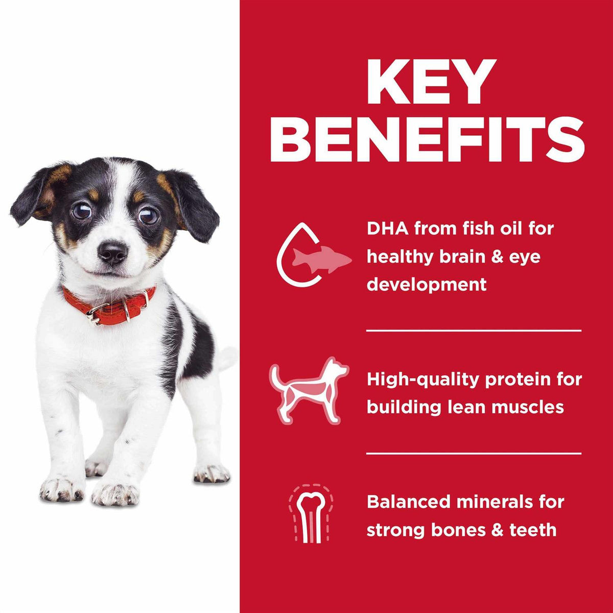 Dry Dog Food L953591