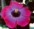 Tropical Hibiscus Starter Plant Bare Root G153