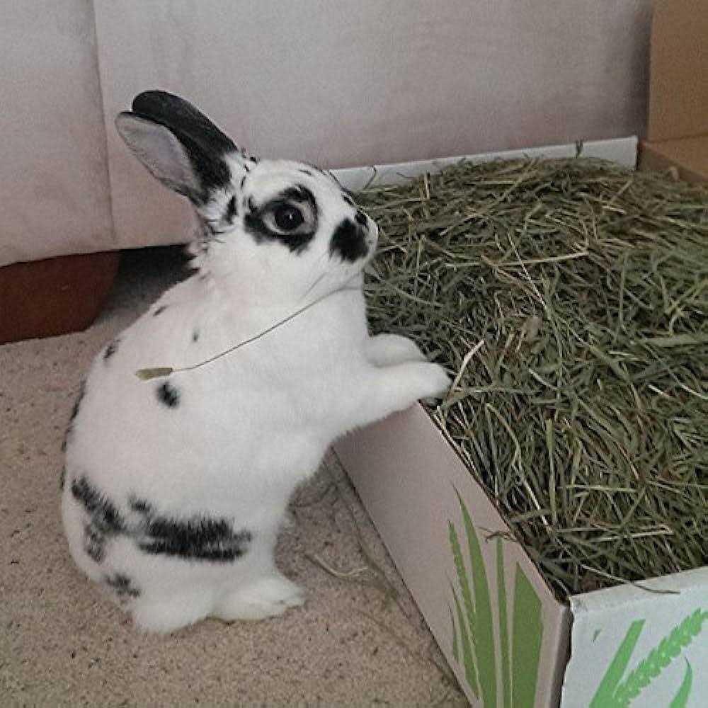 Timothy Hay Pet Food X749