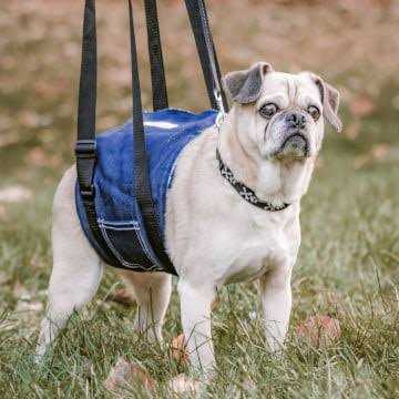 Dog Support Sling E62082