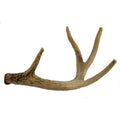 Whitetail Deer Antler Dog Chew Medium R672555